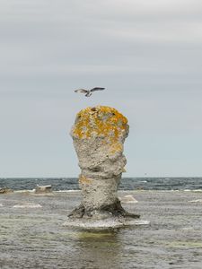 Preview wallpaper rock, sea, bird, flight, nature