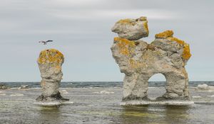 Preview wallpaper rock, sea, bird, flight, nature