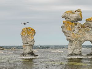 Preview wallpaper rock, sea, bird, flight, nature