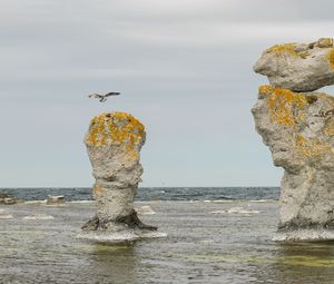 Preview wallpaper rock, sea, bird, flight, nature