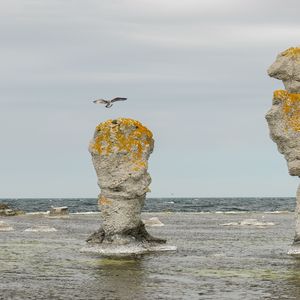 Preview wallpaper rock, sea, bird, flight, nature