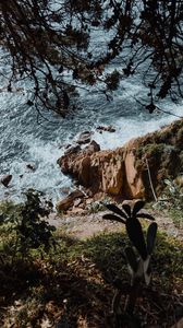 Preview wallpaper rock, sea, branches, cacti