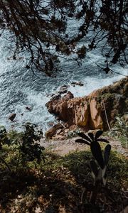 Preview wallpaper rock, sea, branches, cacti