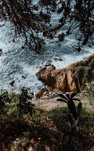 Preview wallpaper rock, sea, branches, cacti