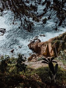 Preview wallpaper rock, sea, branches, cacti