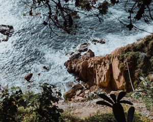 Preview wallpaper rock, sea, branches, cacti