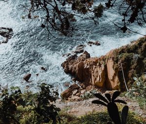 Preview wallpaper rock, sea, branches, cacti