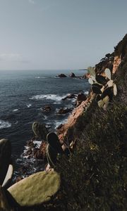 Preview wallpaper rock, sea, coast, cacti
