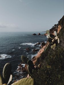 Preview wallpaper rock, sea, coast, cacti