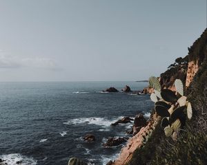 Preview wallpaper rock, sea, coast, cacti