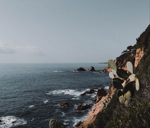 Preview wallpaper rock, sea, coast, cacti