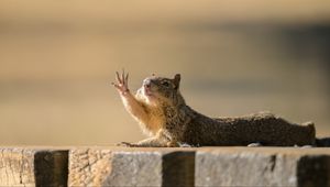 Preview wallpaper rock squirrel, gopher, funny, animal