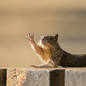 Preview wallpaper rock squirrel, gopher, funny, animal