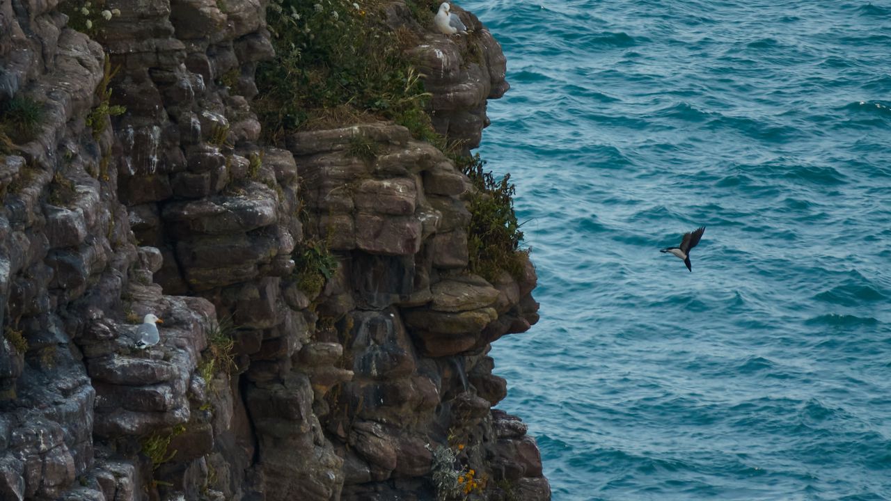 Wallpaper rock, stones, cliff, sea, bird