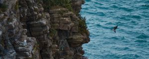 Preview wallpaper rock, stones, cliff, sea, bird