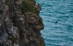 Preview wallpaper rock, stones, cliff, sea, bird