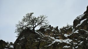 Preview wallpaper rock, tree, snow, nature