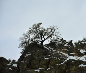 Preview wallpaper rock, tree, snow, nature
