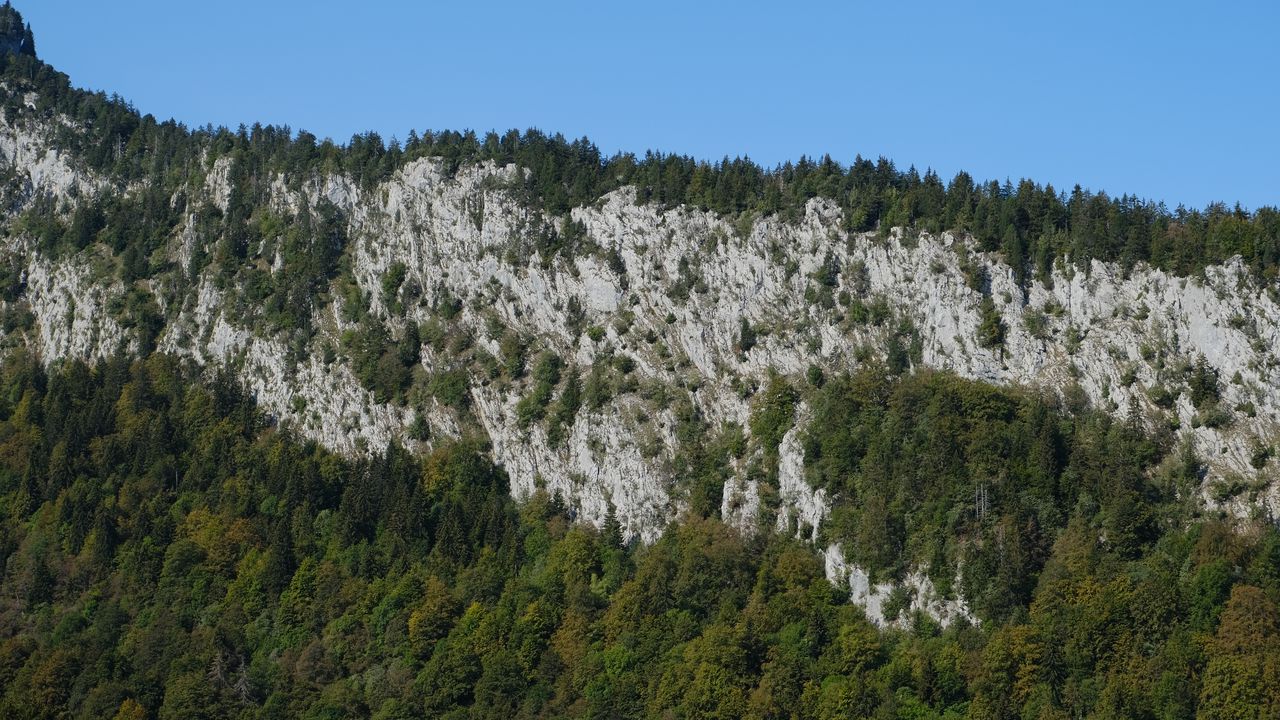Wallpaper rock, trees, relief