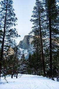 Preview wallpaper rock, trees, snow, winter, nature