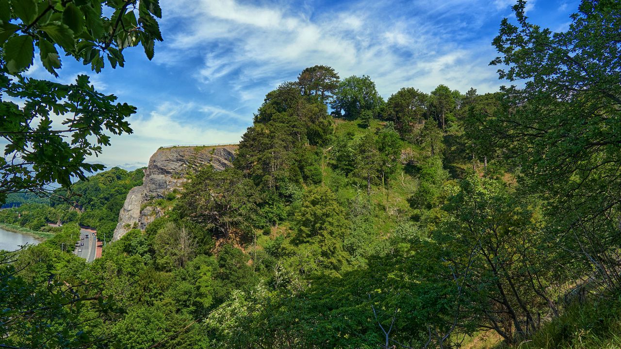 Wallpaper rocks, branches, trees, bushes