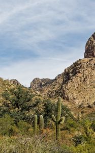 Preview wallpaper rocks, cacti, greenery, nature, landscape