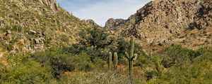 Preview wallpaper rocks, cacti, greenery, nature, landscape