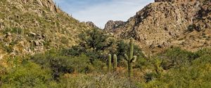 Preview wallpaper rocks, cacti, greenery, nature, landscape