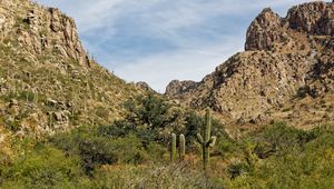Preview wallpaper rocks, cacti, greenery, nature, landscape