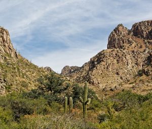 Preview wallpaper rocks, cacti, greenery, nature, landscape