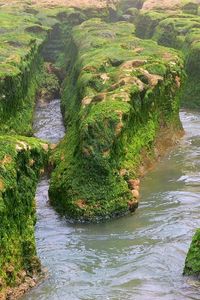 Preview wallpaper rocks, moss, water, river, greens