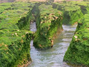 Preview wallpaper rocks, moss, water, river, greens