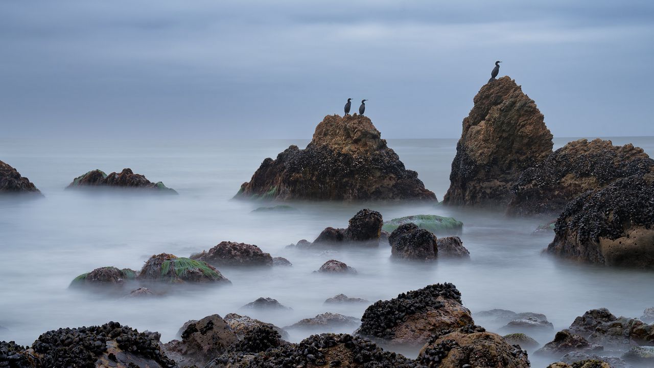 Wallpaper rocks, sea, birds, fog