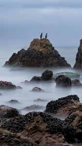 Preview wallpaper rocks, sea, birds, fog