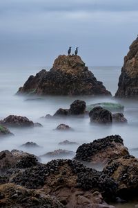 Preview wallpaper rocks, sea, birds, fog