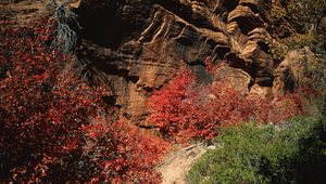 Preview wallpaper rocks, stones, autumn, trees, leaves, multi-colored, branches