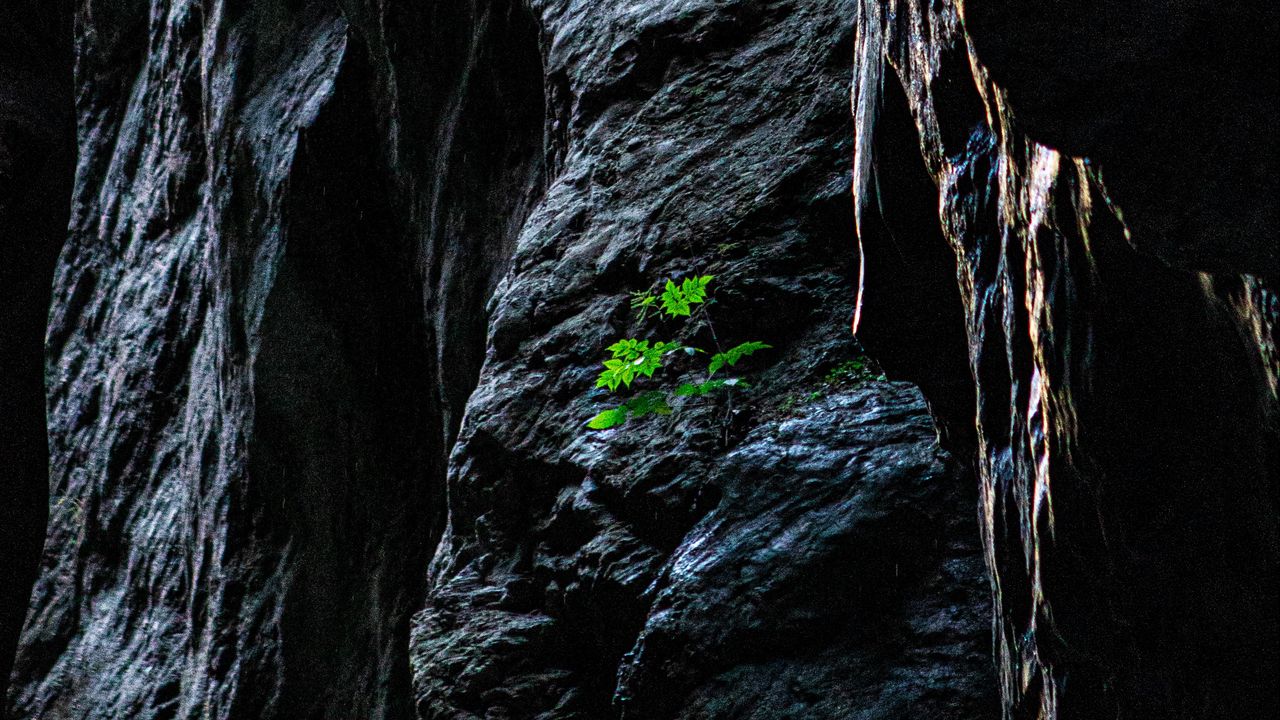 Wallpaper rocks, stones, stone, plant