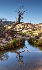 Preview wallpaper rocks, tree, branches, lake, reflection, nature