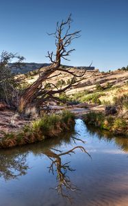 Preview wallpaper rocks, tree, branches, lake, reflection, nature