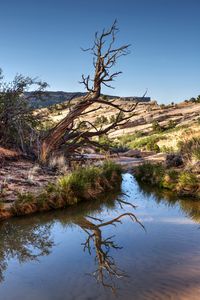Preview wallpaper rocks, tree, branches, lake, reflection, nature
