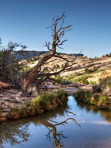 Preview wallpaper rocks, tree, branches, lake, reflection, nature