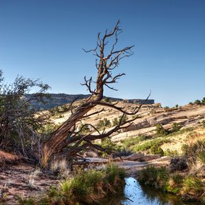 Preview wallpaper rocks, tree, branches, lake, reflection, nature