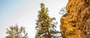 Preview wallpaper rocks, trees, gorge, nature, landscape