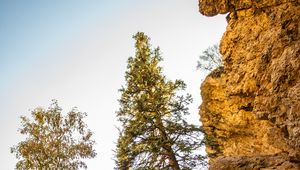 Preview wallpaper rocks, trees, gorge, nature, landscape