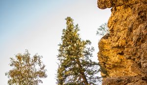 Preview wallpaper rocks, trees, gorge, nature, landscape