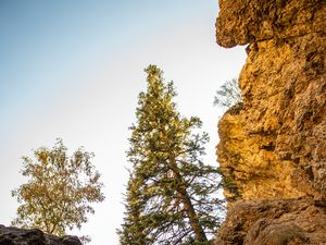 Preview wallpaper rocks, trees, gorge, nature, landscape