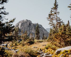 Preview wallpaper rocks, trees, spruce, stones