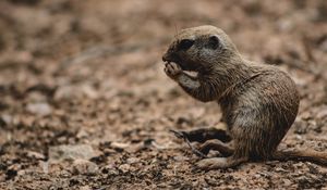 Preview wallpaper rodent, animal, cute, brown, wildlife