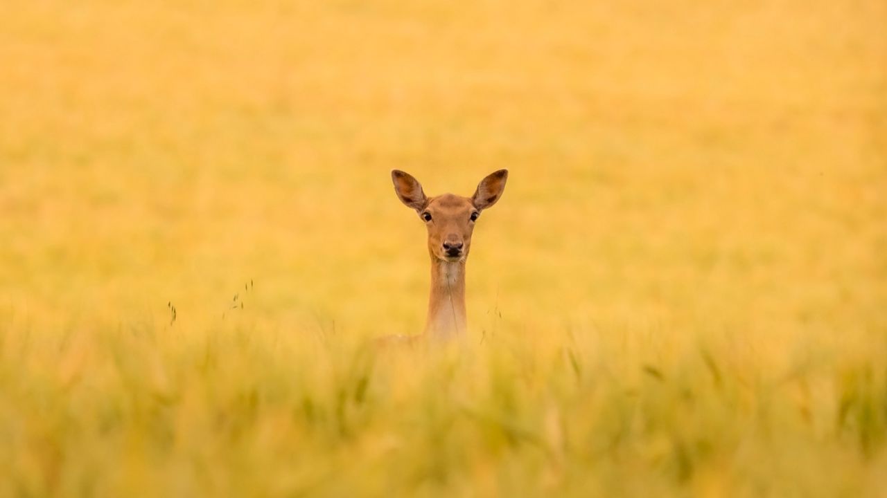 Wallpaper roe deer, animal, field, grass