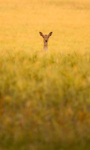 Preview wallpaper roe deer, animal, field, grass